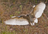 Pond Heron
