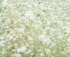QUEEN ANNE'S LACE, 2017 - NORFOLK COUNTY