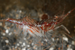 Palaemon serratus (carrying eggs)