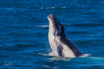 Humpback Calf head-lunge 8. 0A3A9465