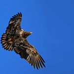 Haliaeetus leucocephalus (Juvenile) in Flight