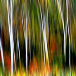 Acadian Forest