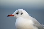 Black-headed Gull