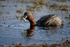 Little Grebe (Tachybaptus ruficollis) with stickleback