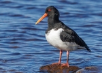 Oystercatcher