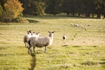 Sheep Chatsworth Park