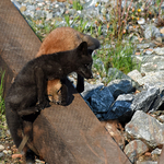 Bros!  Red Fox Silver Fox Kits Vulpes Vulpes
