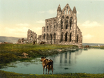 Whitby Abbey 12