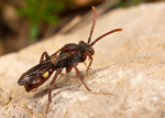 Nomada hirtipes (f)