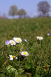 Daisy ( Bellis perennis)   _ FL043
