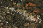 Callionymus maculatus