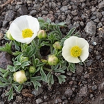Glacier  buttercup (Ranunculus glacialis) 