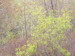 SPRING ROADSIDE - ST WILLIAMS