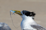 Pennant Fish 1