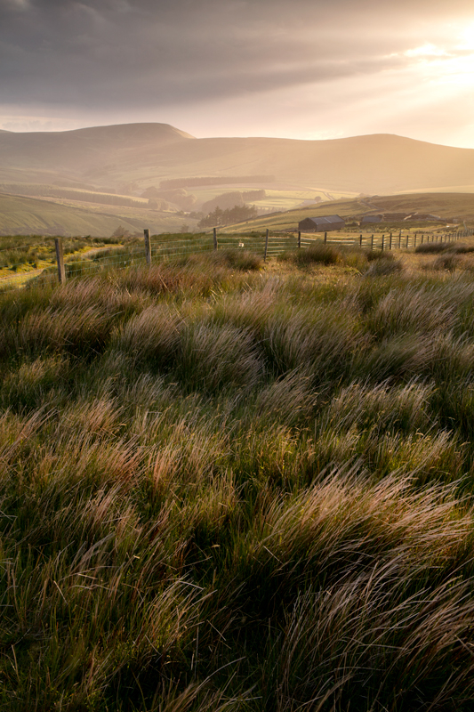Light in the Dale
