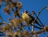 Blue Tit