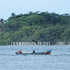 Magnificent Frigatebirds harassing fishing boat, Panama