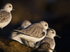Sanderling