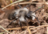 Andrena cineraria (m)