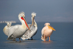 Dalmatian Pelican (L) White Pelican (R)