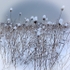 Snow Flowers
