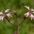 Ragged robin (Lychnis flos-cuculi) 