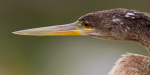 Anhinga