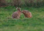 Brown Hare
