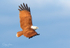 Brahmany Kite 7