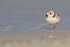 Piping Plover walking along shoreline, Fort De Soto Park, Florida