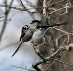 Long tailed tits huddled together on a winter's day