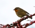 Robin-3807