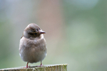 Chaffinch - 9767