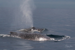 0A3A6607. Two whales in glassy water