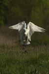 Spoonbill