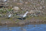 Curlew Sandpiper
