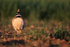 Little Bustard calling front view, Montgai, Spain