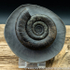 Sold amm 1412 Dactylioceras tenuicostatum