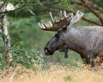 Bull Moose head in profile, Flatanger, Norway
