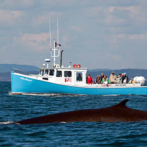 The whale watching vessel, Mister Matthew, has a front row seat as a finback whale rolls along the waters off of the…