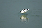 Avocet