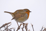 Robin