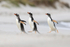 Three Gentoos running, Leopard Beach, Carcass Island, Falklands