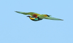 European Bee Eater