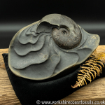 Sold cb230 polished pyrite Ammonite Sculpture