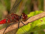 Ruddy Darter