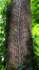 16th July Ivy Stems on Ash
