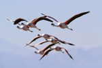 Group of Andean Flamingoes flying, Laguna Chaxas, Chile