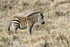 Plains Zebra foal