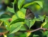 Purple Hairstreak